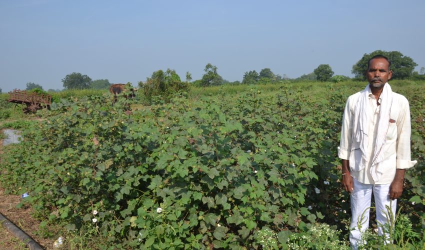 Farmer With Cotton Crop 1