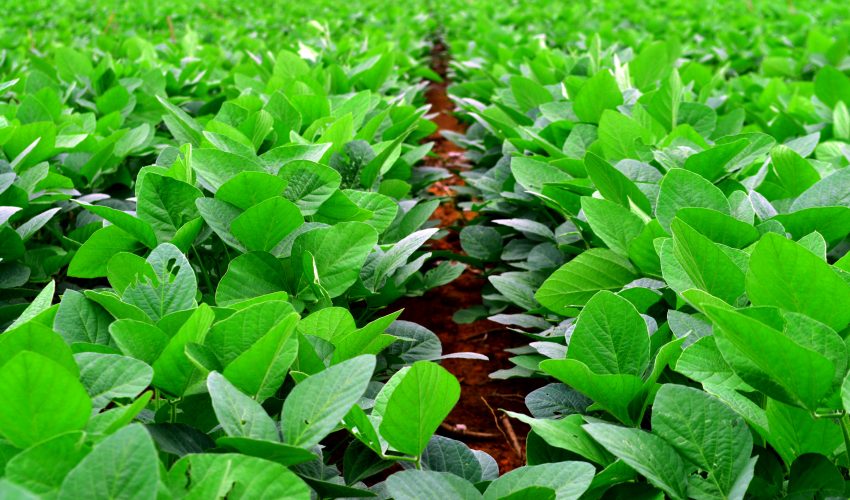 soy-beans-plant-11-1336136